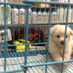 Cartimar pet shop 2025 dog price 2019