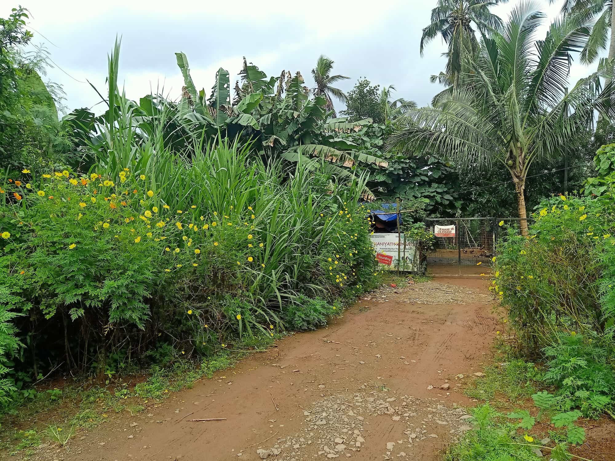 Top Kennel Service in Thrissur Best Dog Kennels Justdial