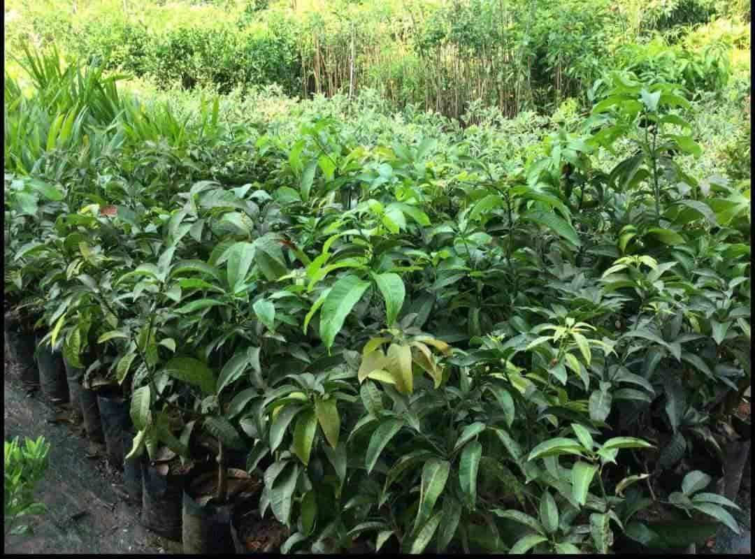 Aswin Garden in Madakkathara,Thrissur Best Plant Nurseries in