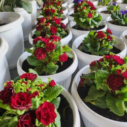 Top Plant Nurseries in Tinsukia - Best Goverment Plant Nurseries ...