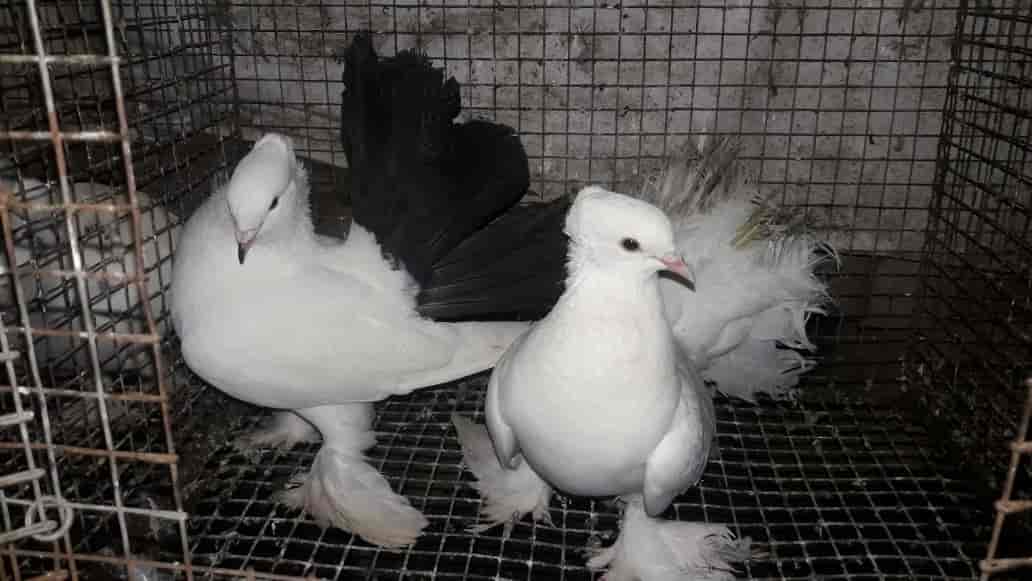 Top Pet Shops in Tirunelveli Best Pet Store near me Justdial