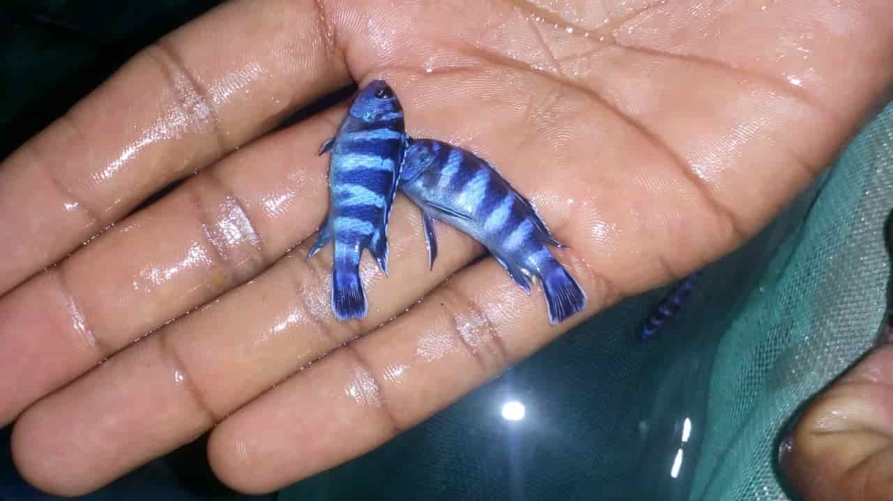 Top Pet Shops in Tirunelveli Best Pet Store near me Justdial