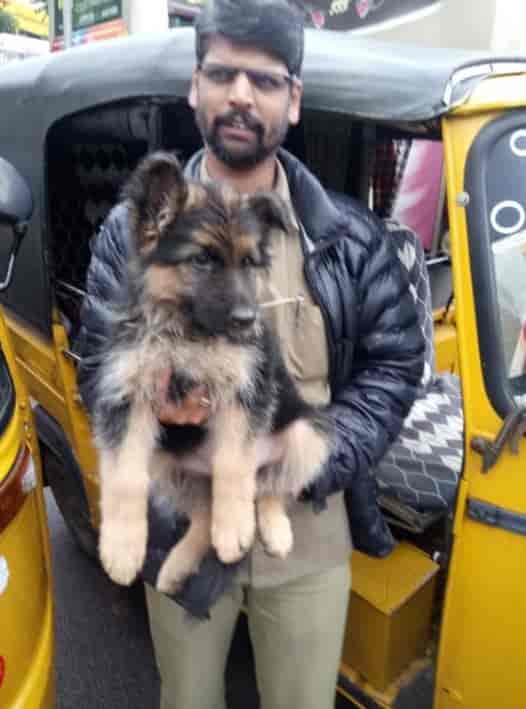 Top Pet Shops in Tirunelveli Best Pet Store near me Justdial