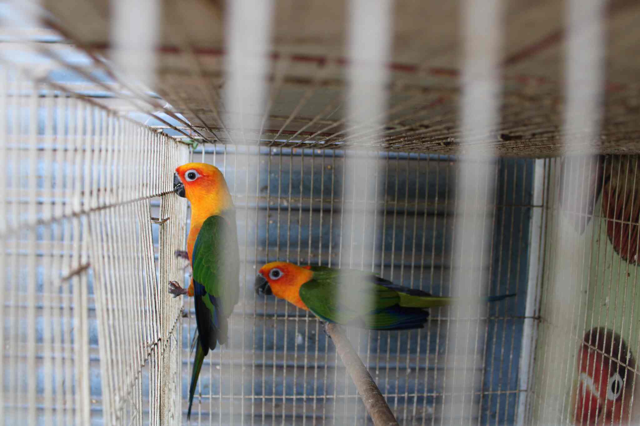 Rainbow Aquarium And Pets Photos, Palayamkottai, Tirunelveli Pictures & Images Gallery Justdial