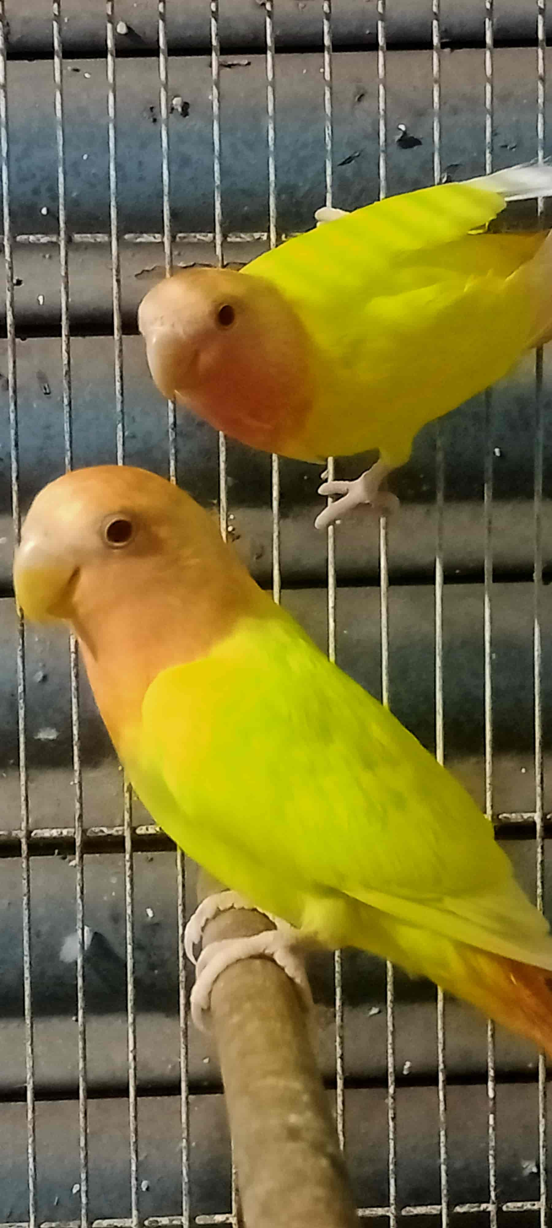 Rainbow Aquarium And Pets Photos, Palayamkottai, Tirunelveli Pictures & Images Gallery Justdial