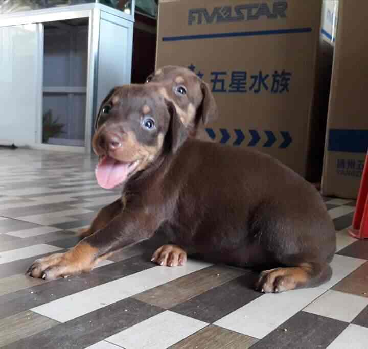 Rainbow Aquarium And Pets Photos, Palayamkottai, Tirunelveli Pictures & Images Gallery Justdial