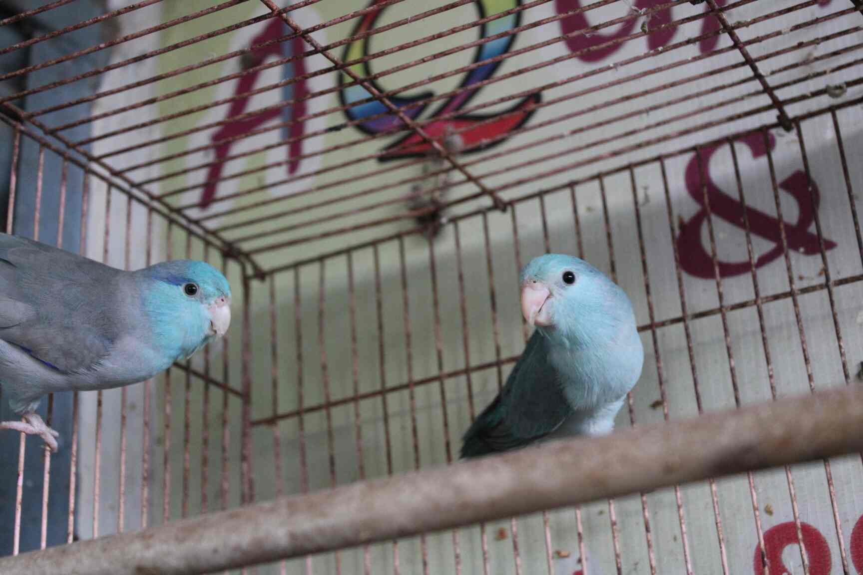 Rainbow Aquarium And Pets Photos, Palayamkottai, Tirunelveli Pictures & Images Gallery Justdial