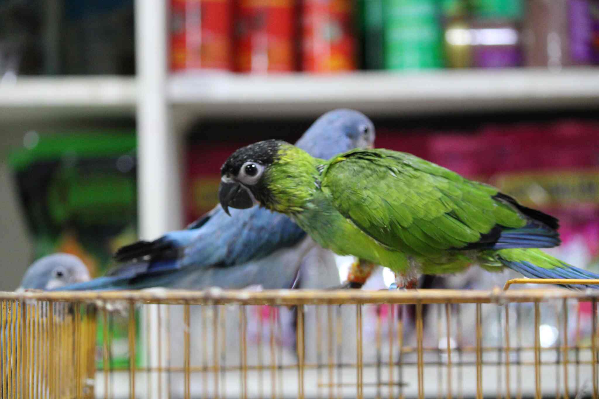 Rainbow Aquarium And Pets Photos, Palayamkottai, Tirunelveli Pictures & Images Gallery Justdial