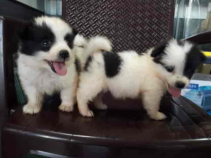 Rainbow Aquarium And Pets Photos, Palayamkottai, Tirunelveli Pictures & Images Gallery Justdial