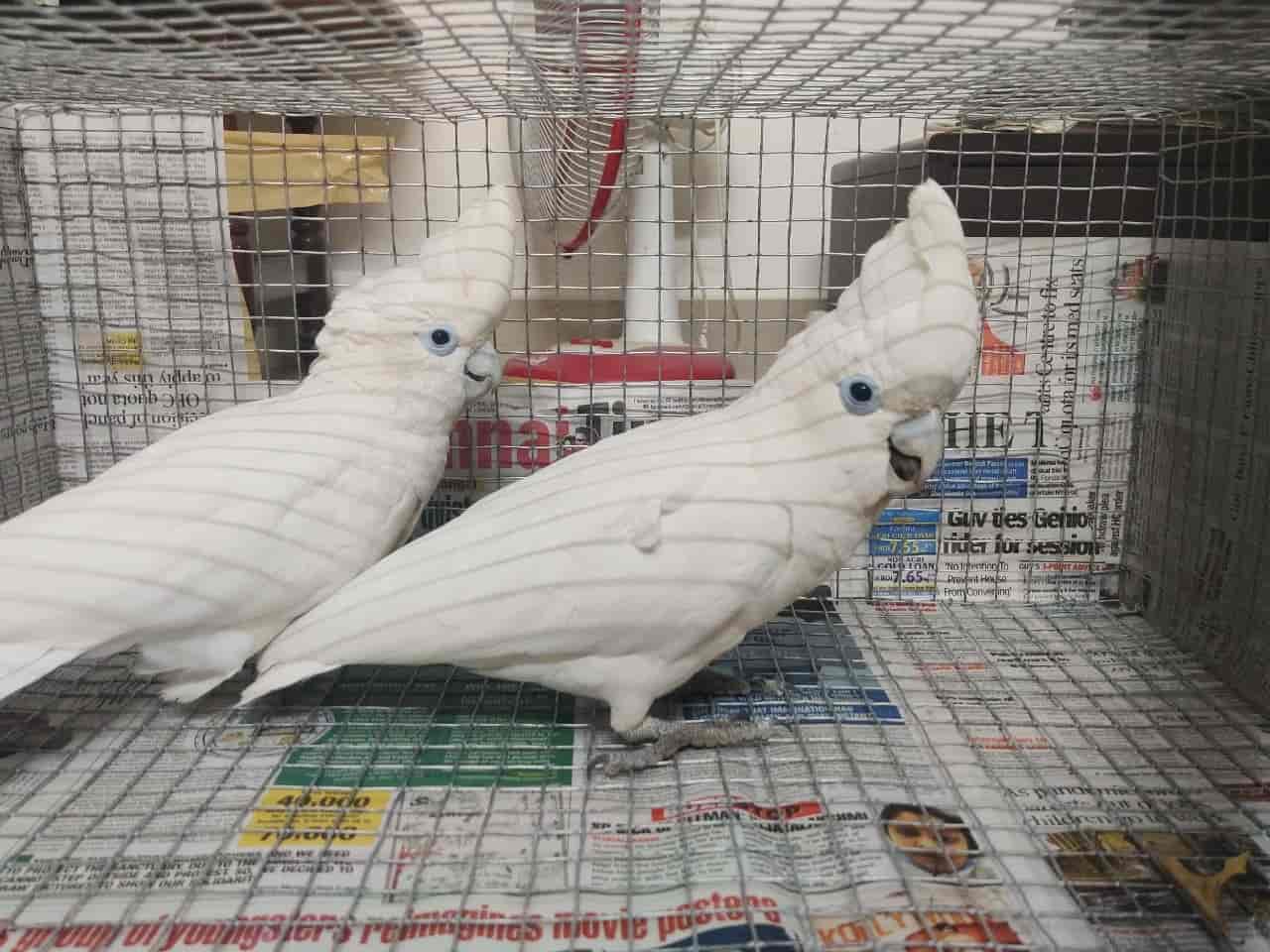 Rainbow Aquarium And Pets Photos, Palayamkottai, Tirunelveli Pictures & Images Gallery Justdial