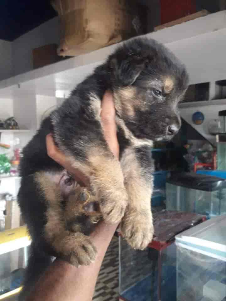 Rainbow Aquarium And Pets Photos, Palayamkottai, Tirunelveli Pictures & Images Gallery Justdial