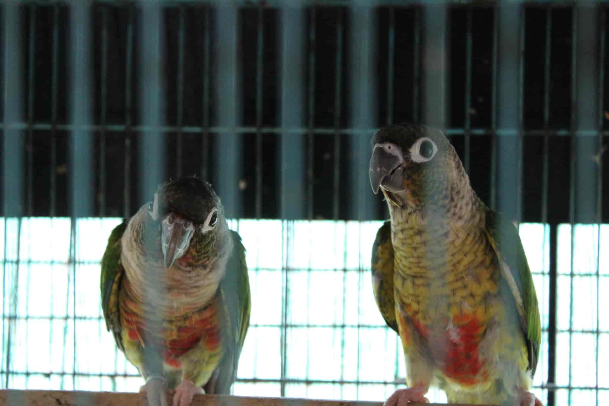 Rainbow Aquarium And Pets Photos, Palayamkottai, Tirunelveli Pictures & Images Gallery Justdial