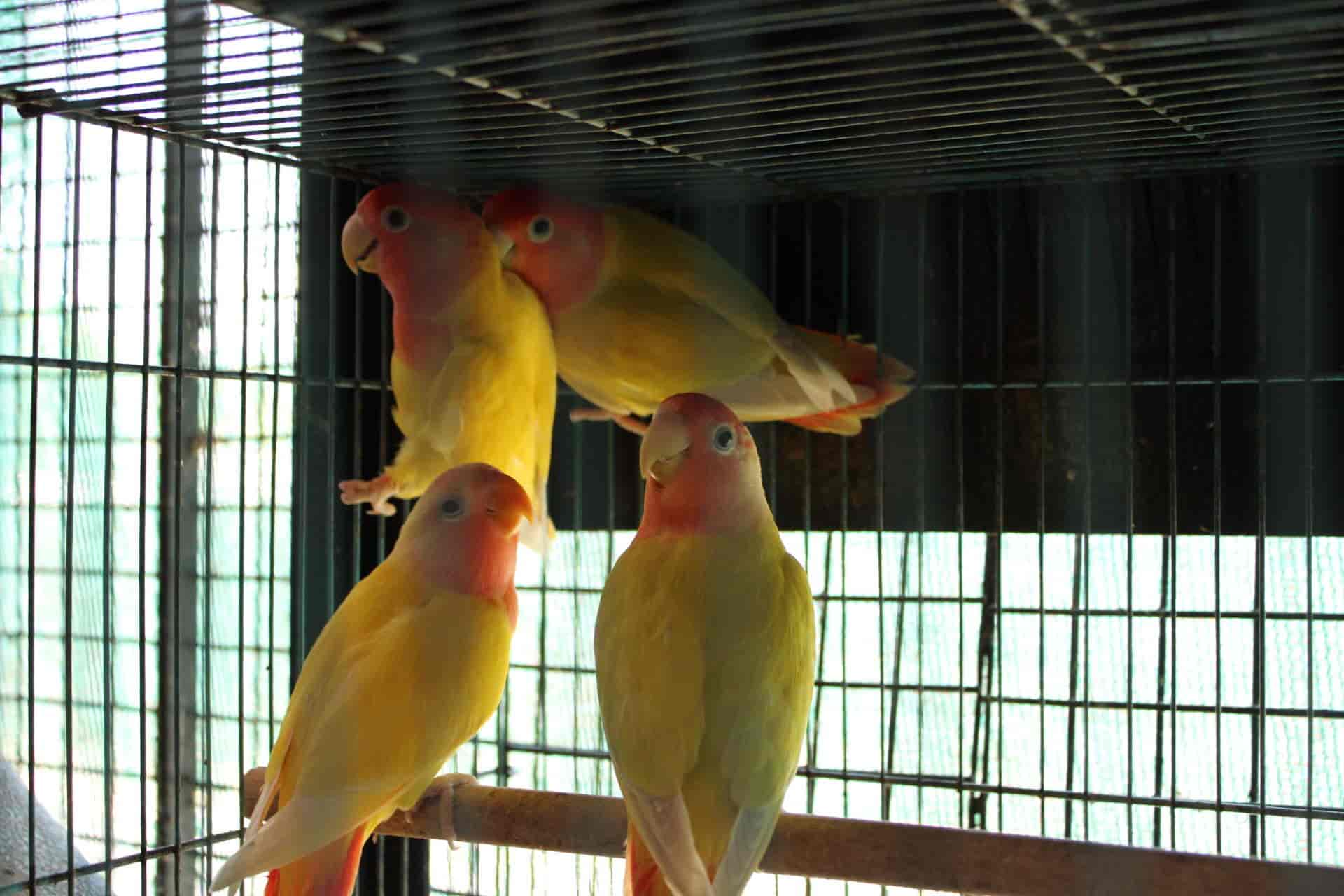 Rainbow Aquarium And Pets Photos, Palayamkottai, Tirunelveli Pictures & Images Gallery Justdial