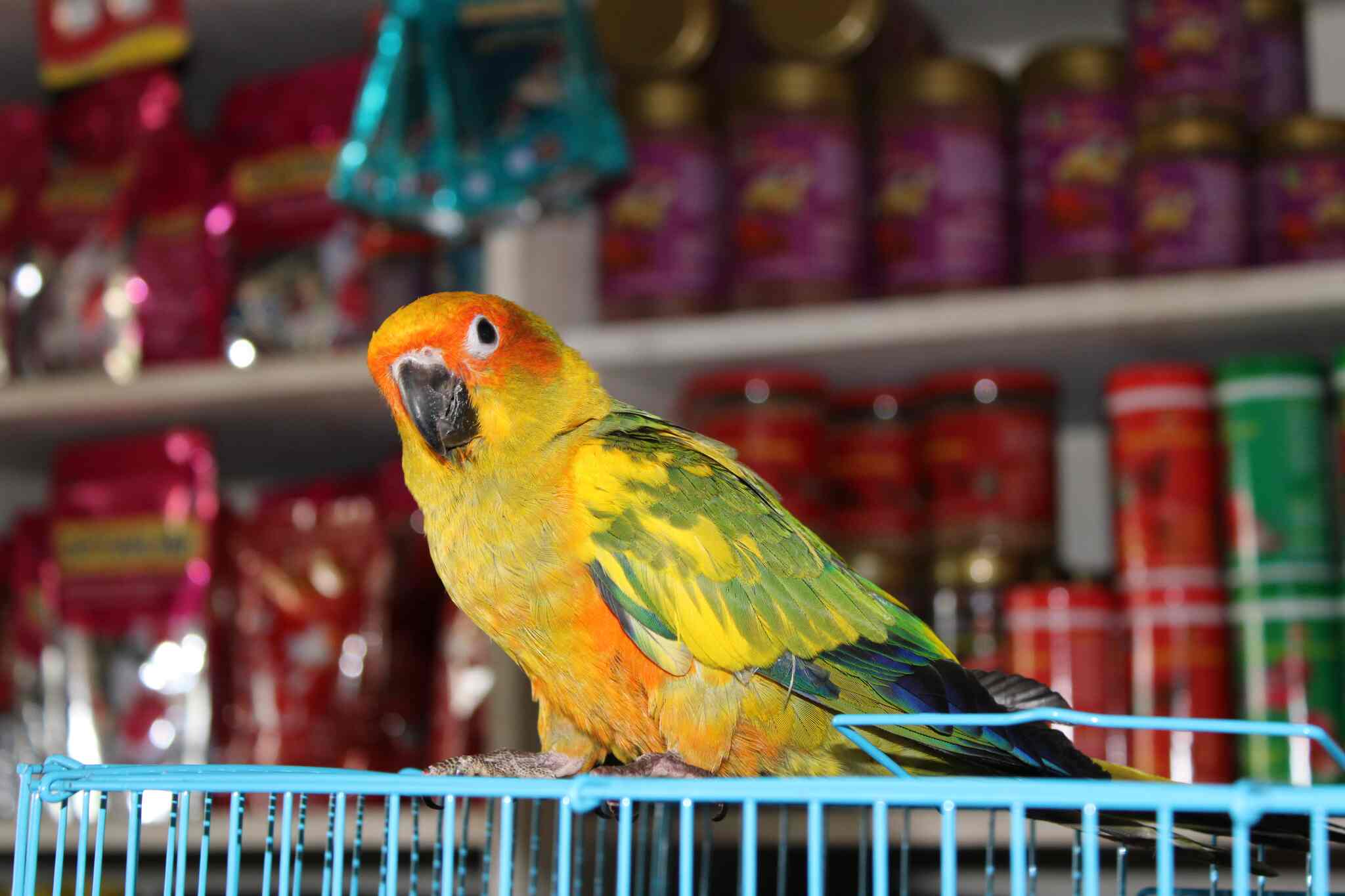 Rainbow Aquarium And Pets Photos, Palayamkottai, Tirunelveli Pictures & Images Gallery Justdial