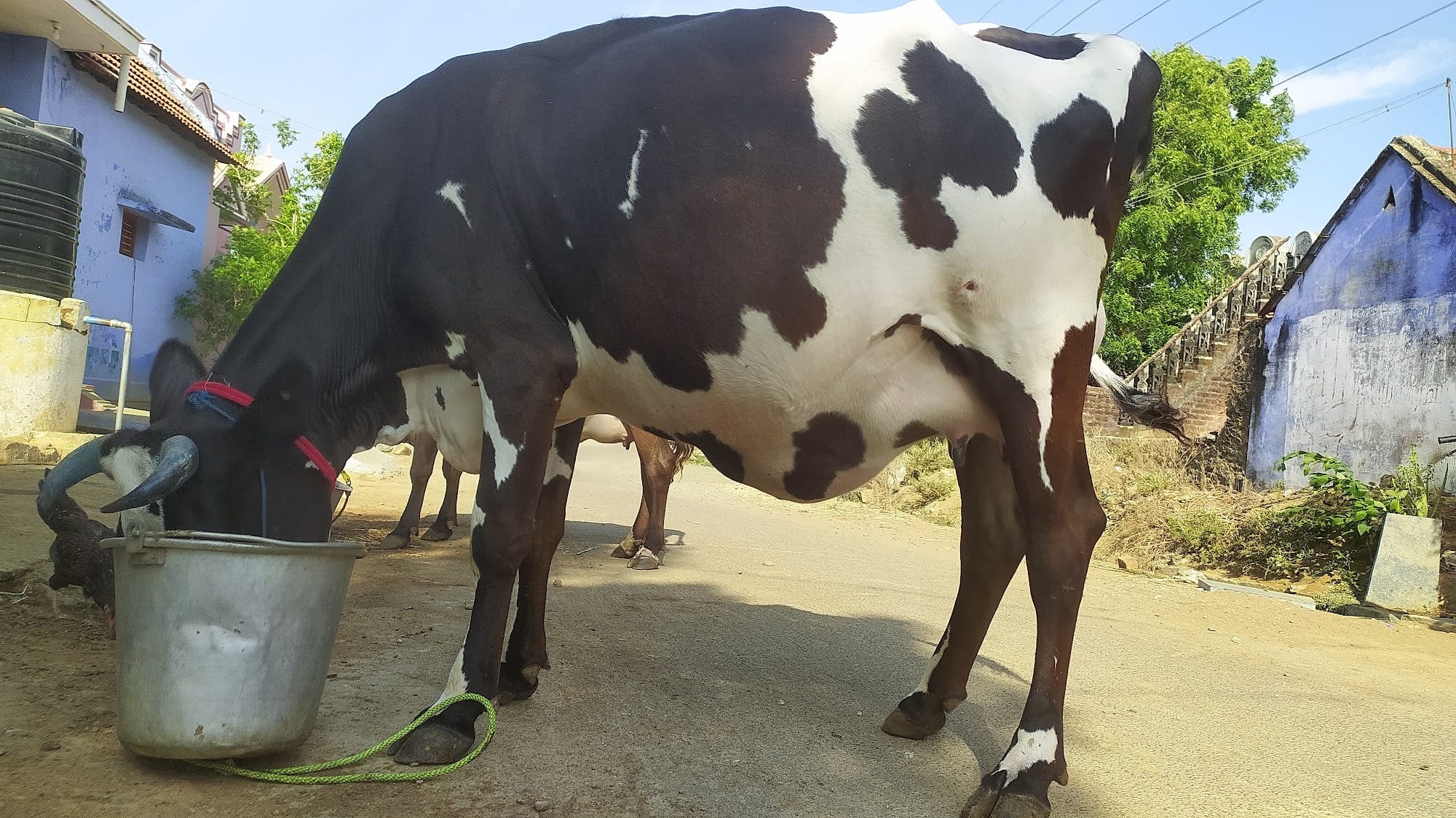 Top Cow Suppliers in Puliyangudi - Best Cow Dealers Tirunelveli near me -  Justdial