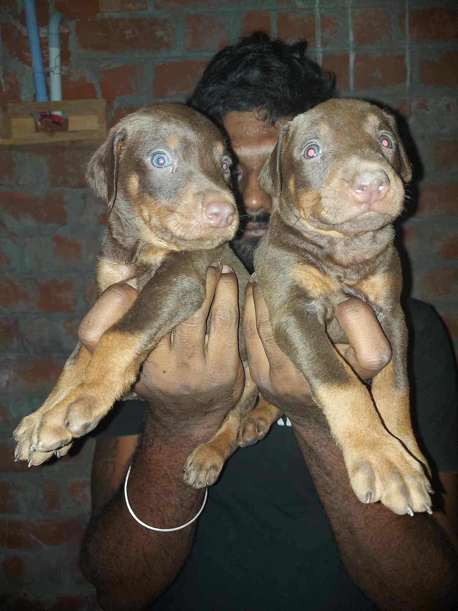 Top Pet Shops in Tirunelveli Best Pet Store near me Justdial