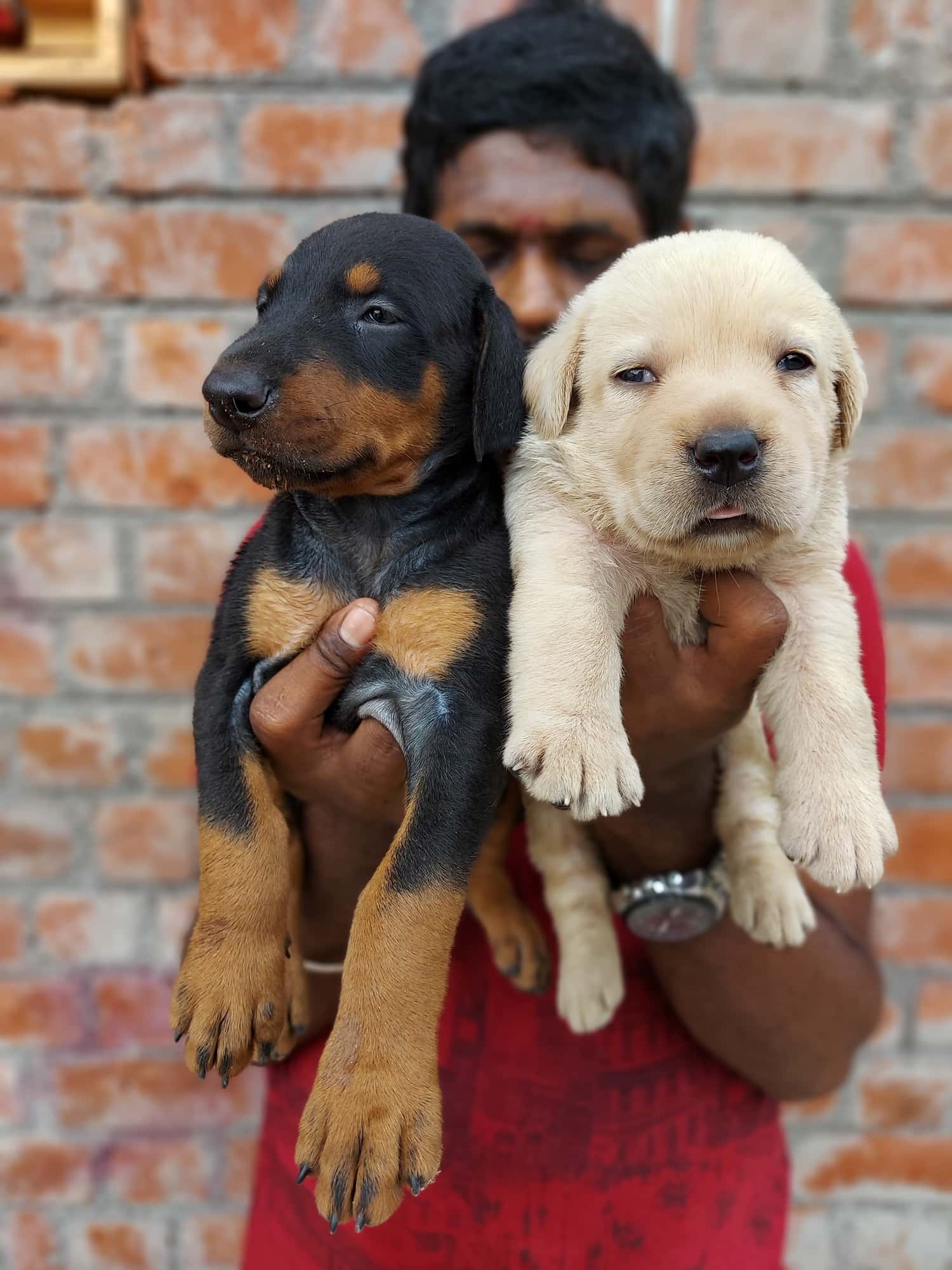 Top Pet Shops in Tirunelveli Best Pet Store near me Justdial