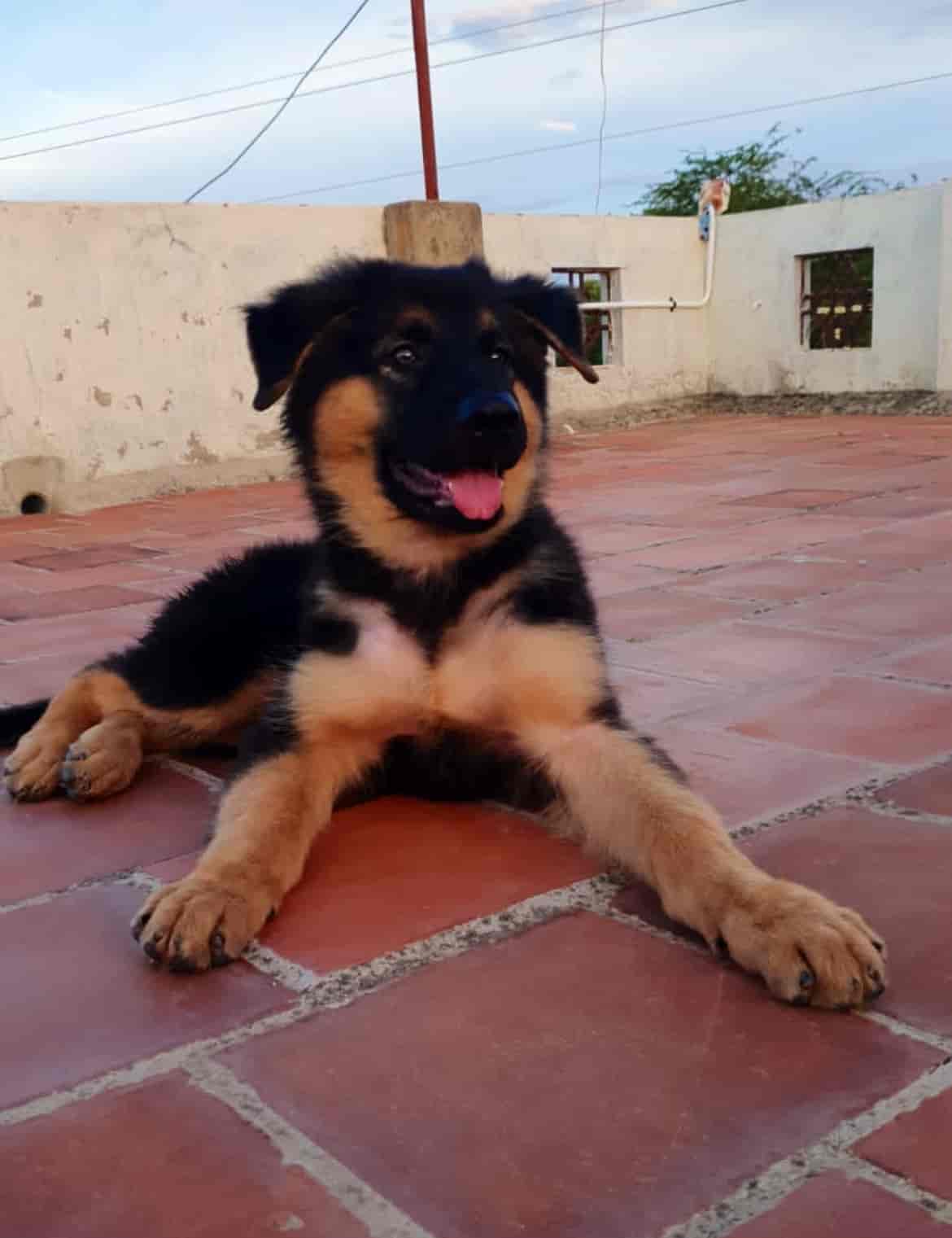 Top Pet Shops in Tirunelveli Best Pet Store near me Justdial