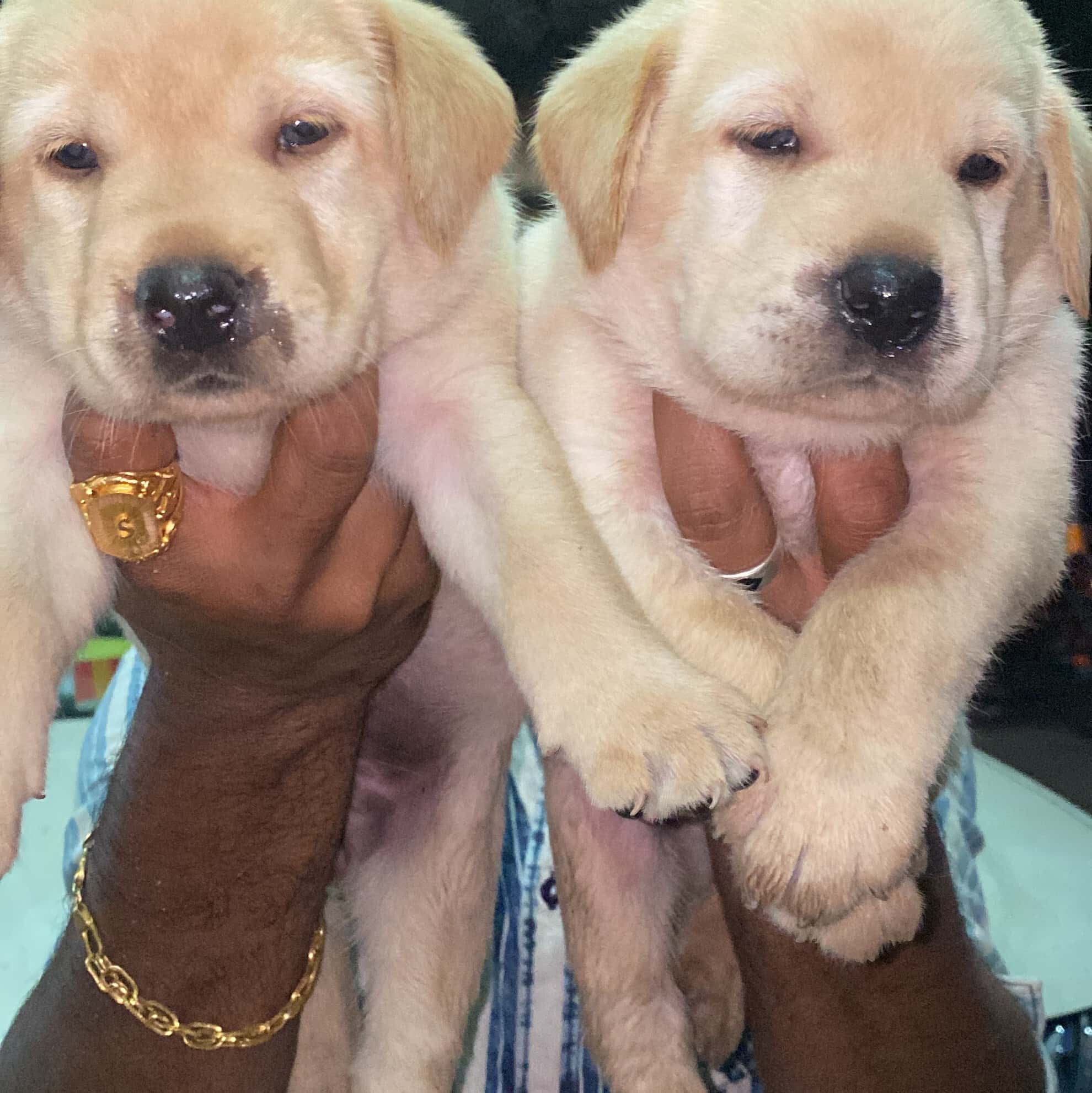 Top Pet Shops in Tirunelveli Best Pet Store near me Justdial