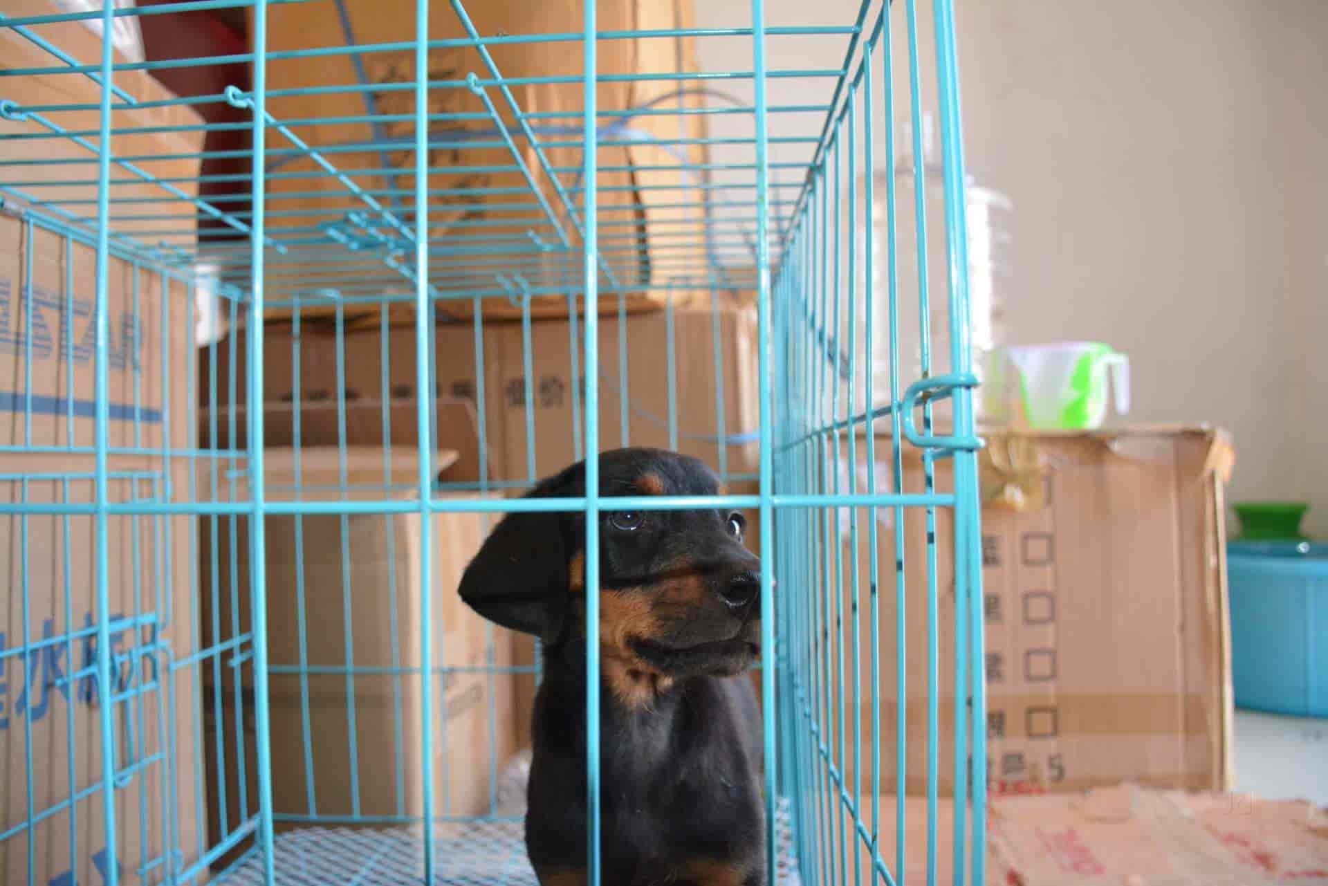 Top Pet Shops in Tirunelveli Best Pet Store near me Justdial