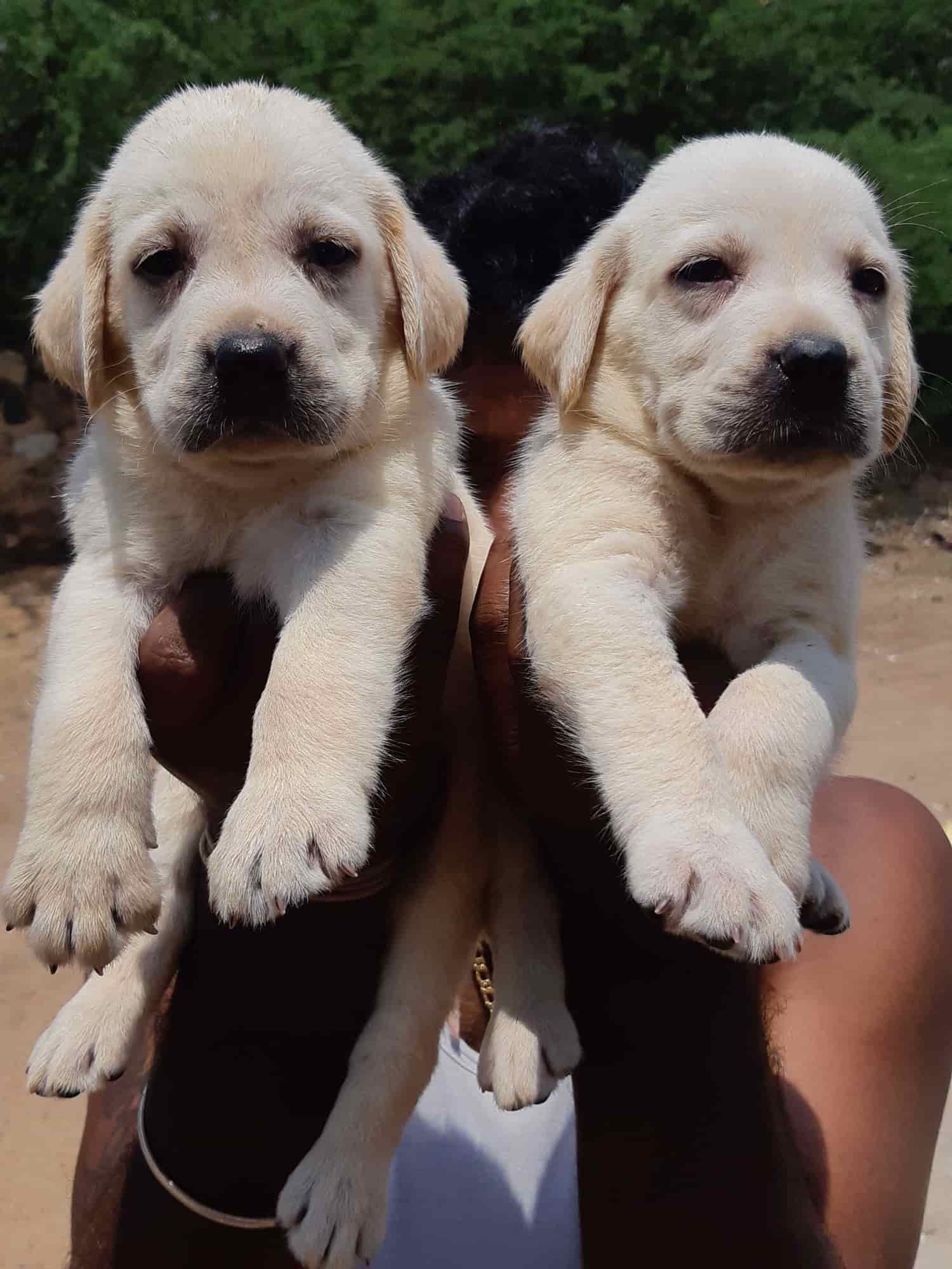 Sutharson Pets in Sankar Nagar,Tirunelveli Best Pet Shops For Dog in Tirunelveli Justdial