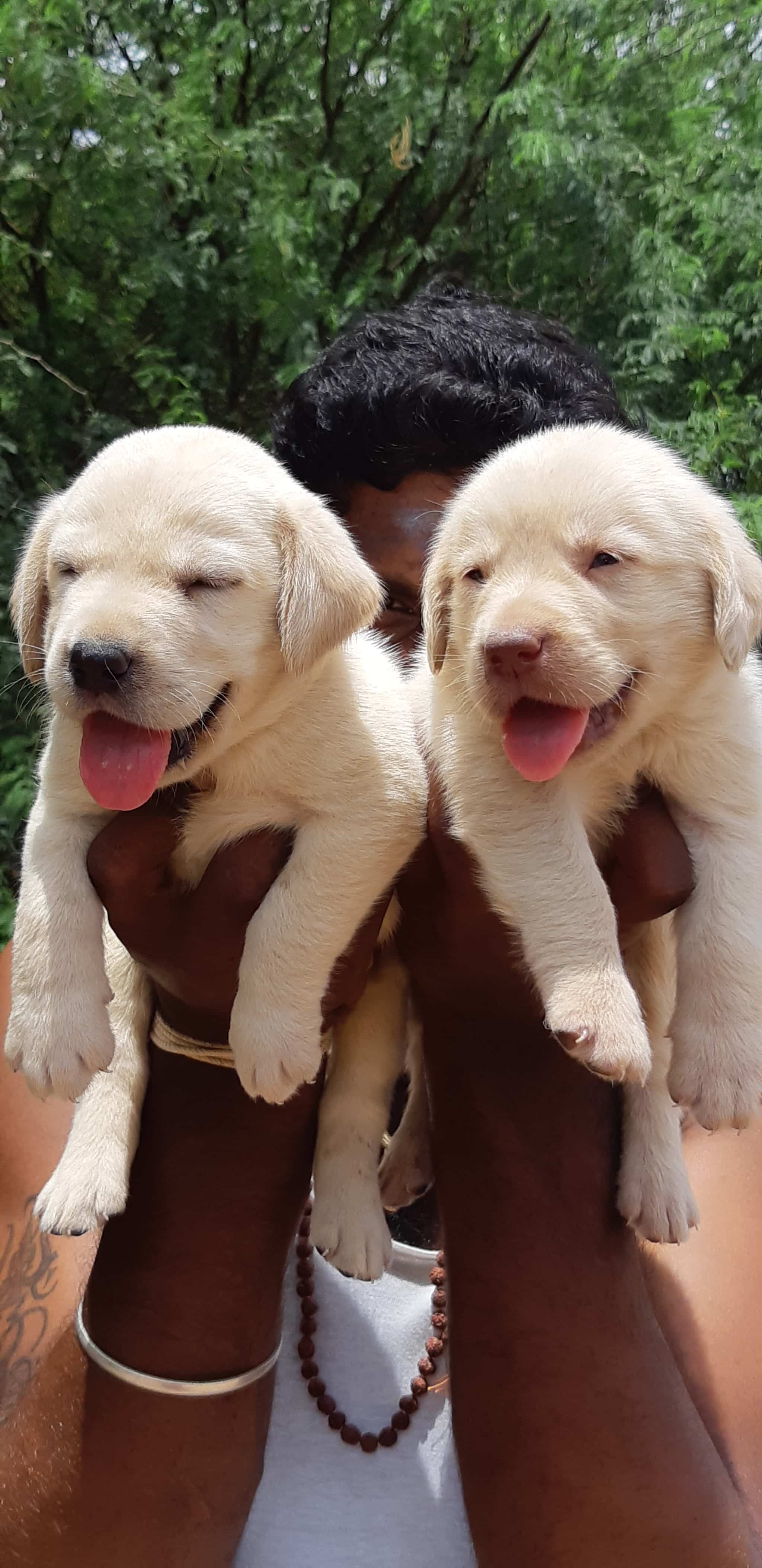 Sutharson Pets in Sankar Nagar,Tirunelveli Best Pet Shops For Dog in Tirunelveli Justdial