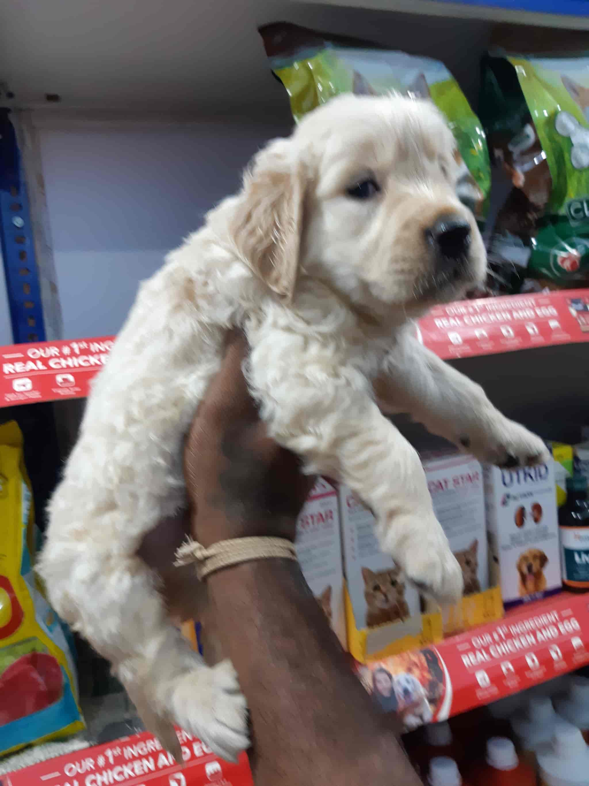 Sutharson Pets in Sankar Nagar,Tirunelveli Best Pet Shops For Dog in Tirunelveli Justdial
