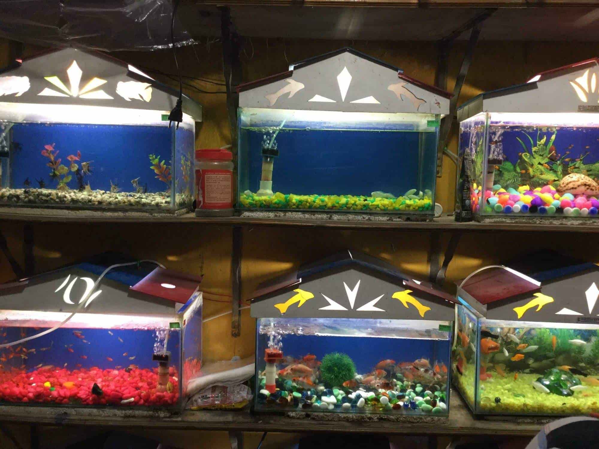 fish shop near me pet