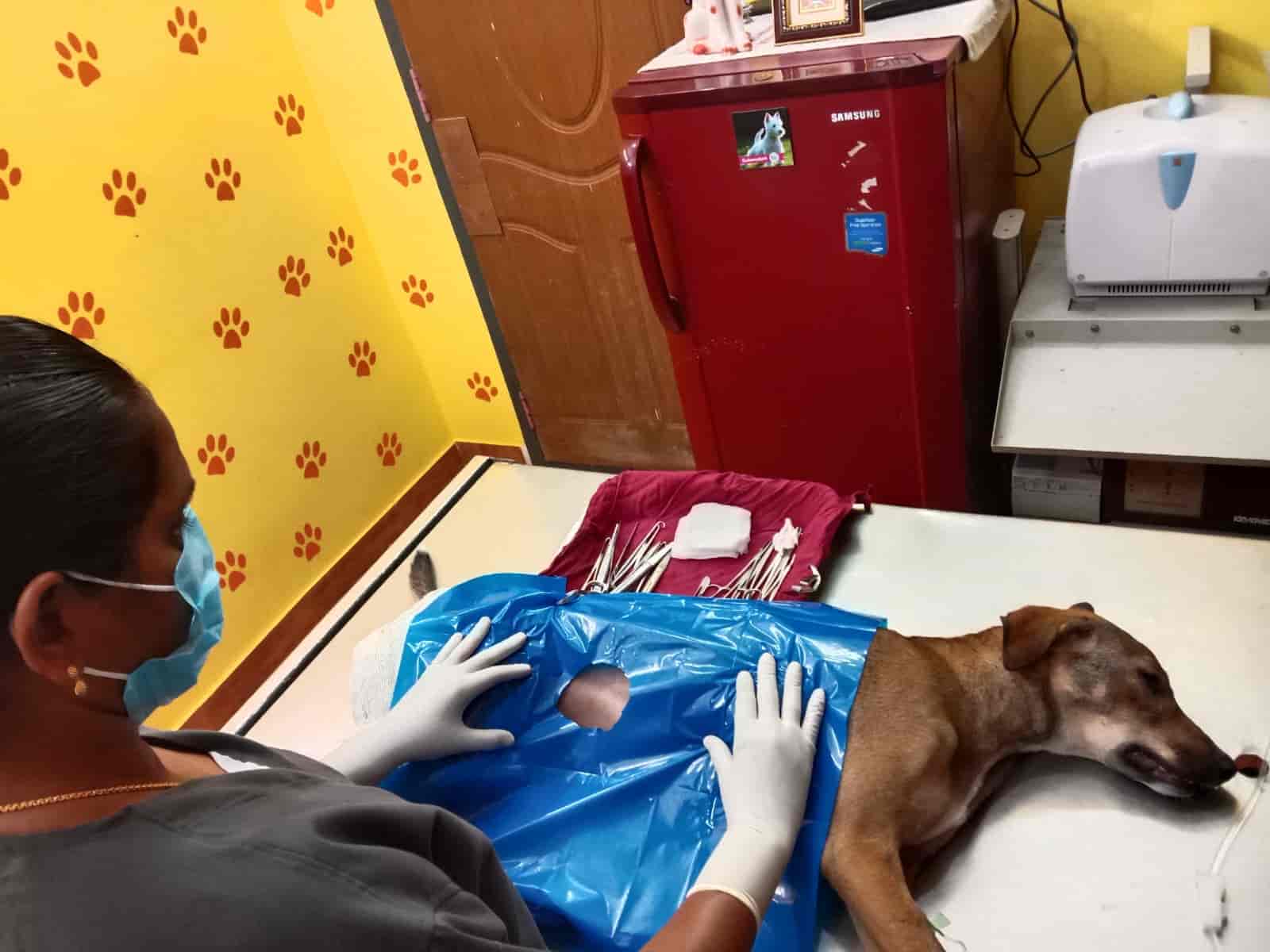 Top Holistic Veterinary Clinics in Trichy near me Justdial