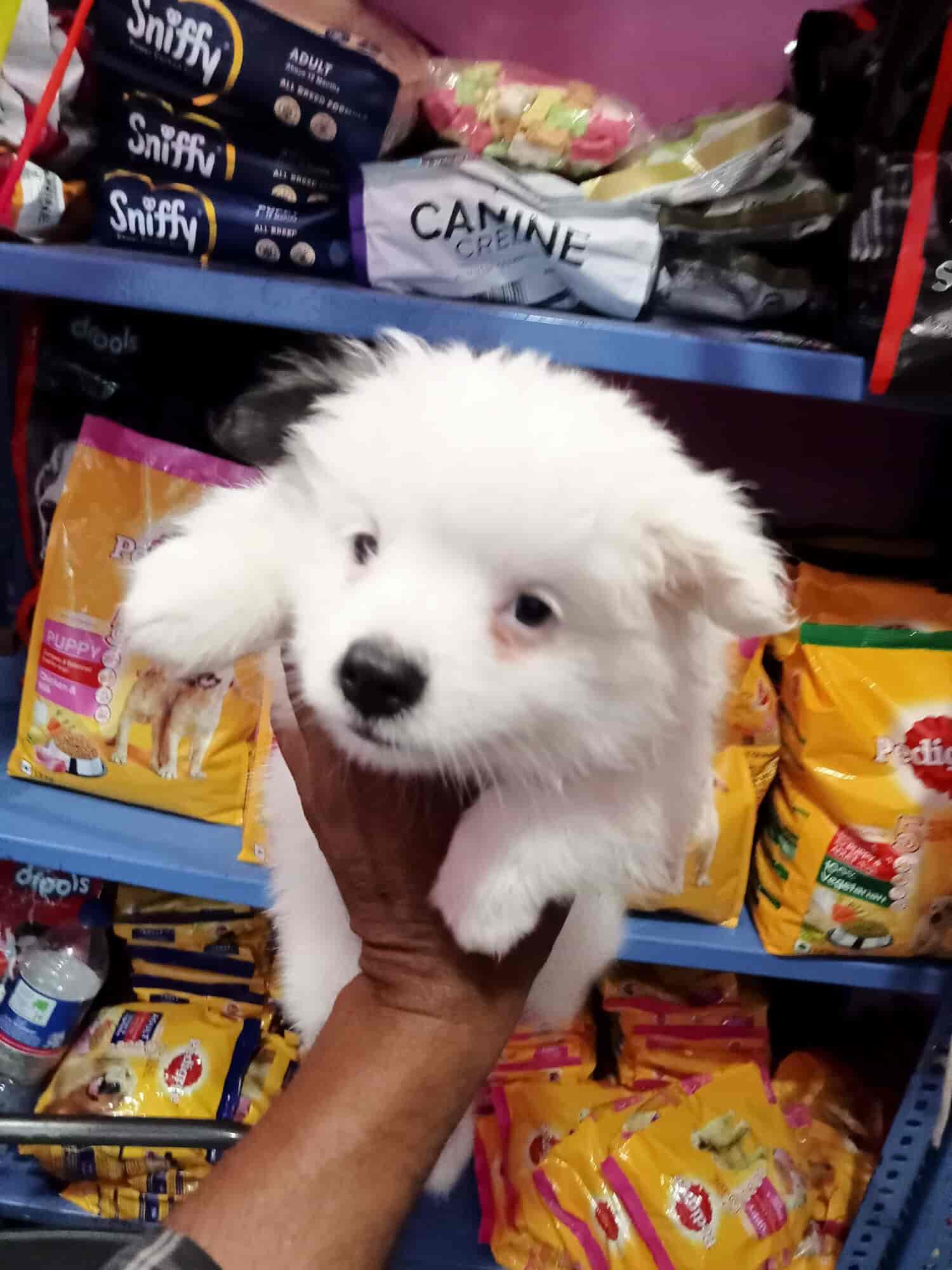 Top Pet Accessory Dealers in Trichy Best Pet Accessory Shops near me