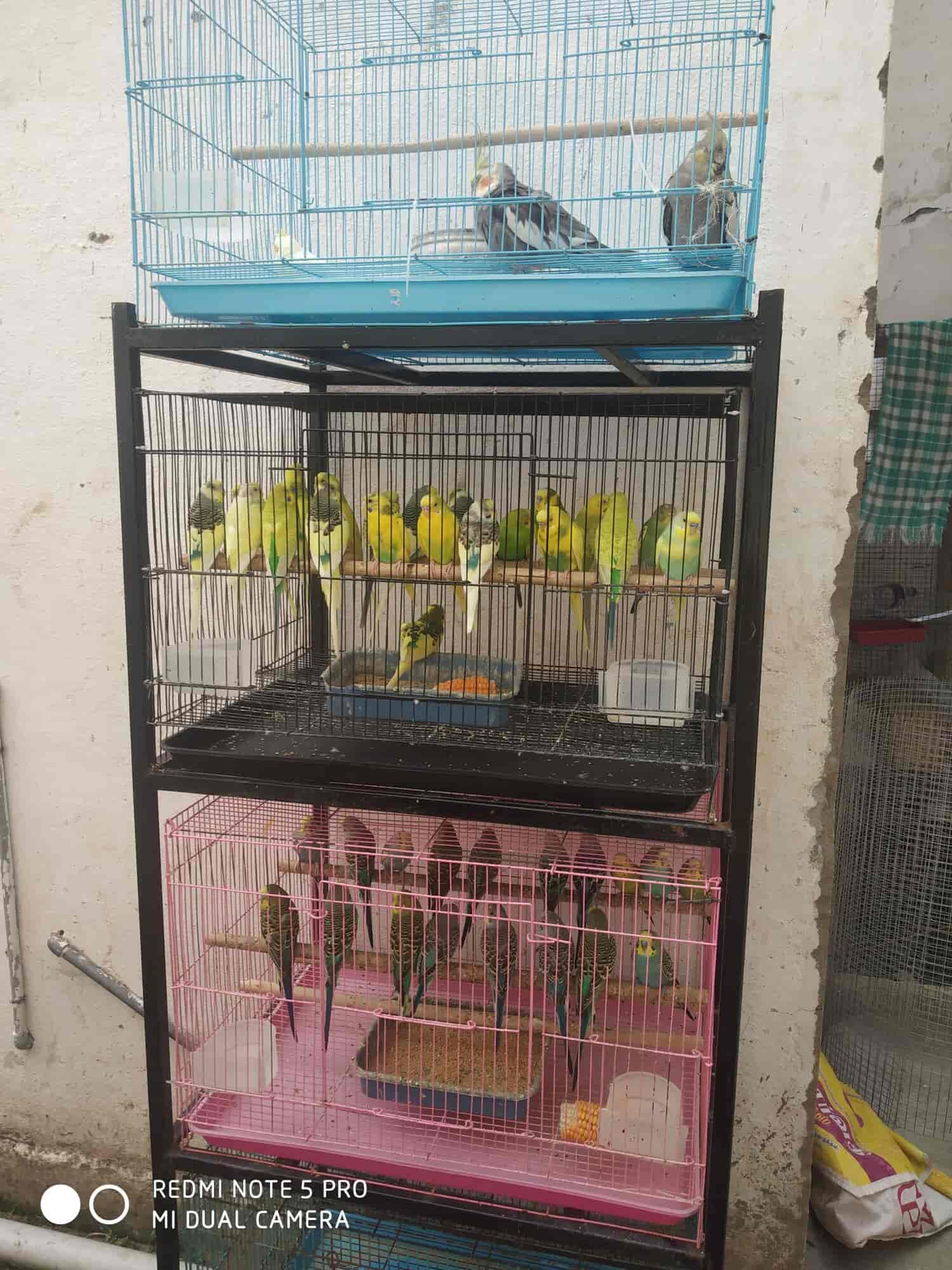 Top Pet Accessory Dealers in Trichy Best Pet Accessory Shops near me