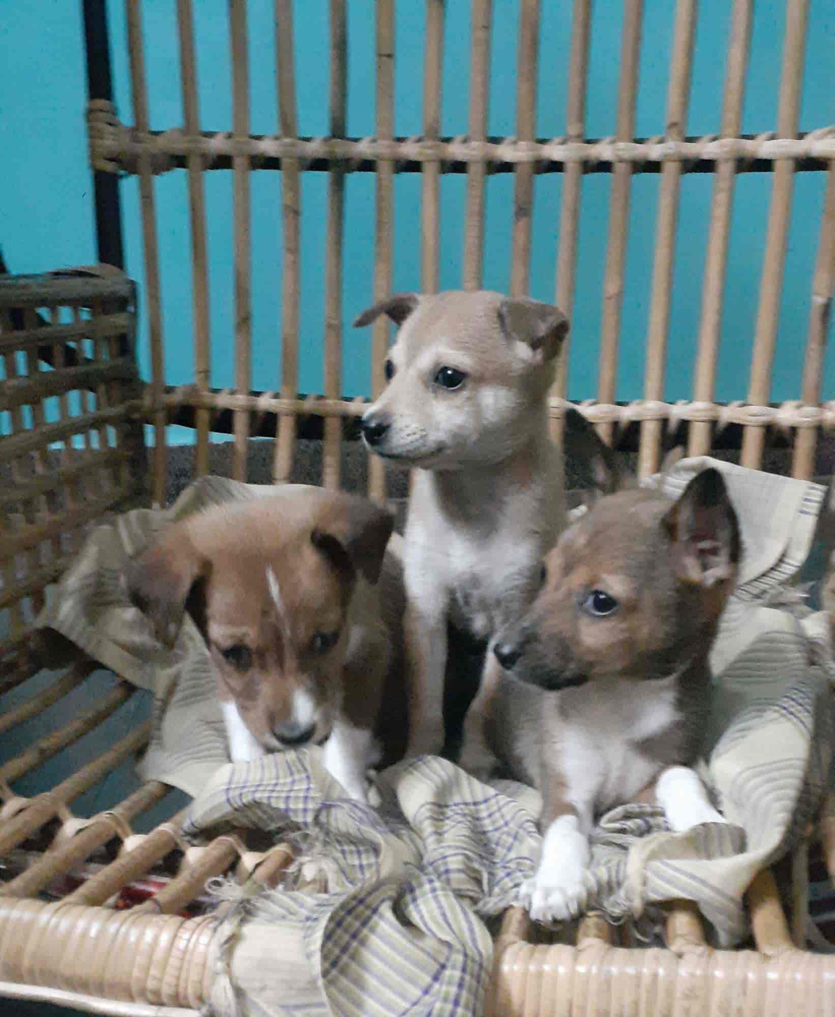 Top Animal Welfare Organisations In Trichy Best Ngos For Animal Welfare Justdial