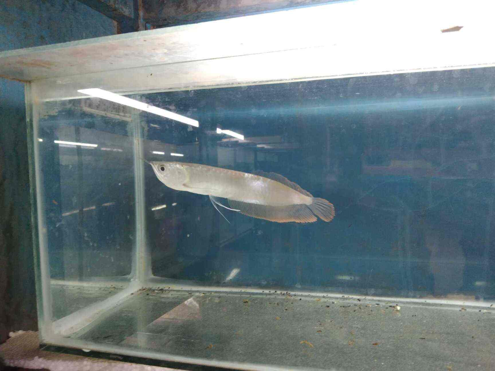 Top Pet Shops For Dog in Trichy Best Pet Supplies Store near me Justdial