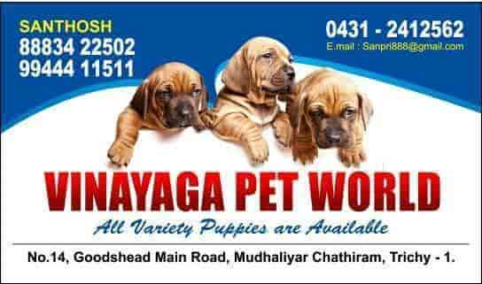 Top Pet Shops For German Shepherd Dog In Trichy Best German Shepherd Dog Dealers Justdial