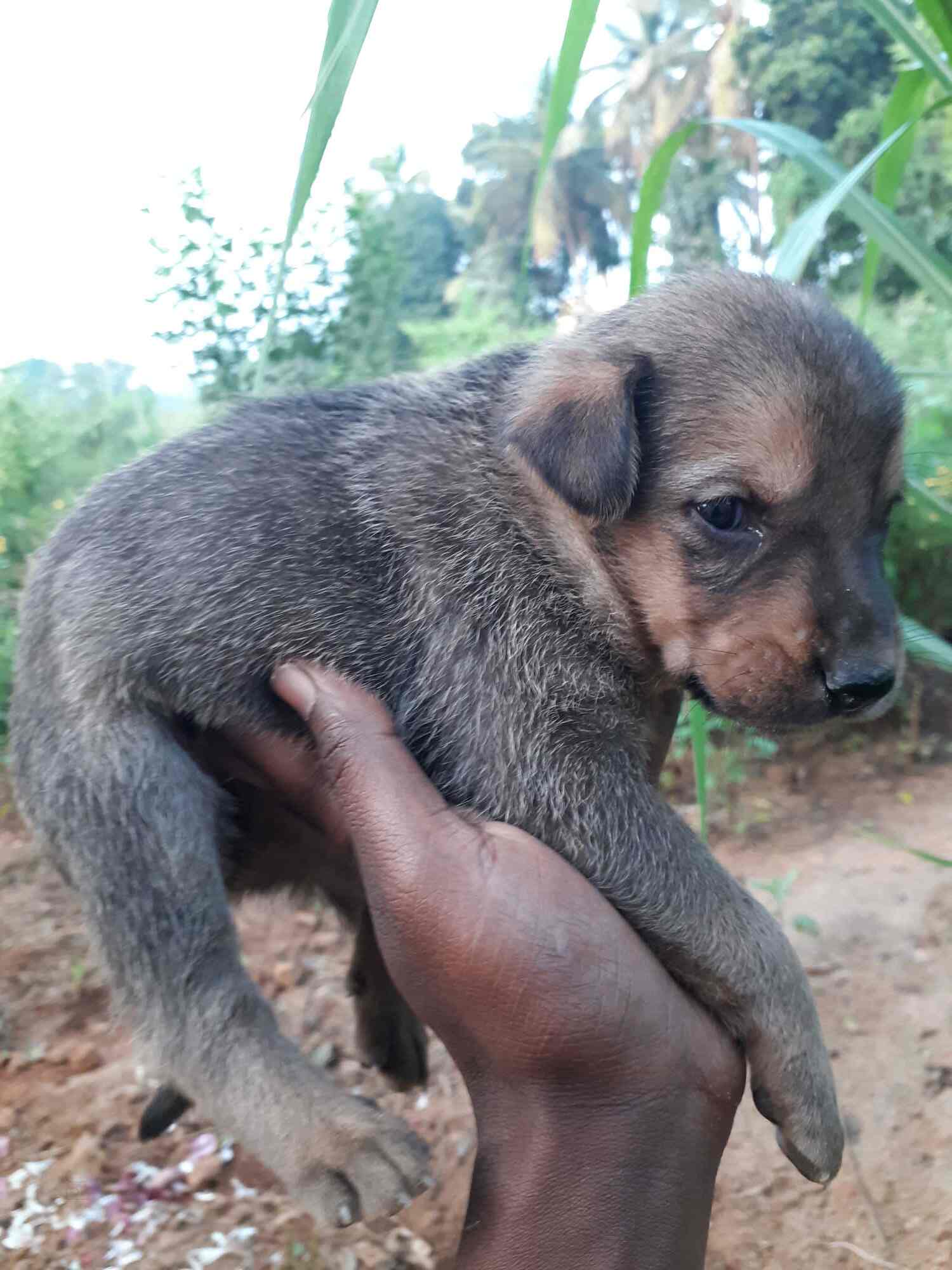 Top Pet Shops in Tumkur Best Pet Store near me Justdial