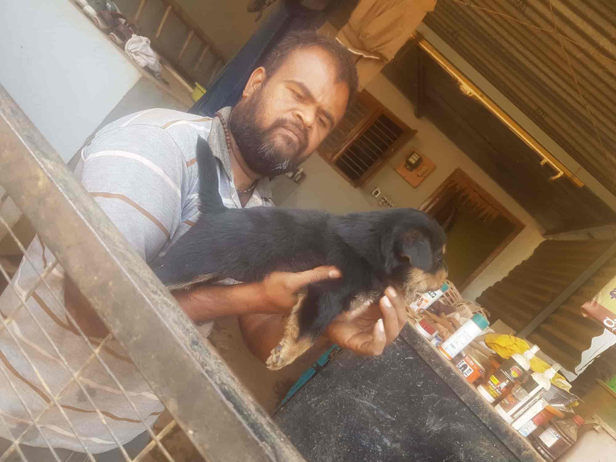 Top Pet Shops in Tumkur Best Pet Store near me Justdial