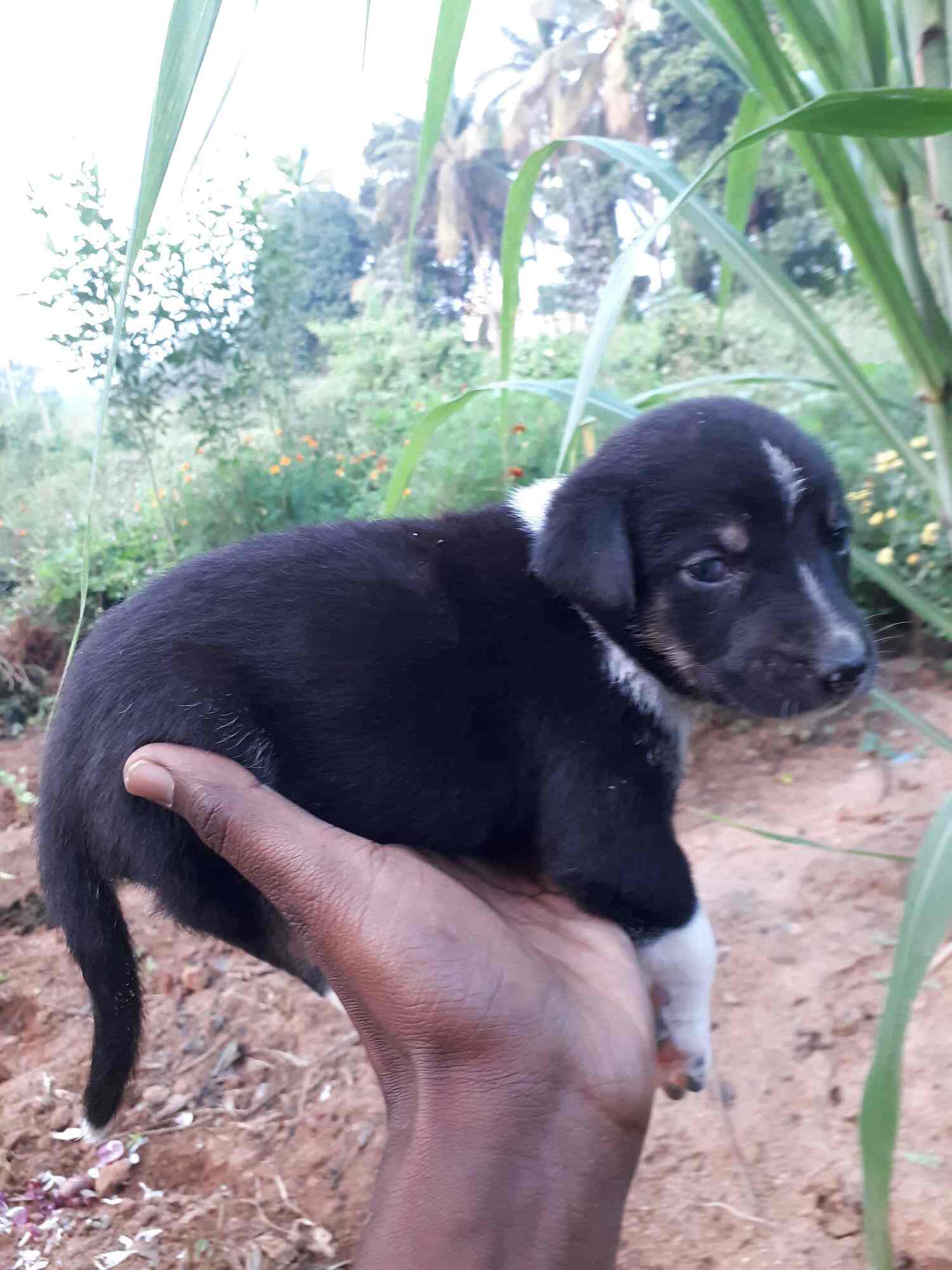 Top Pet Shops in Tumkur Best Pet Store near me Justdial