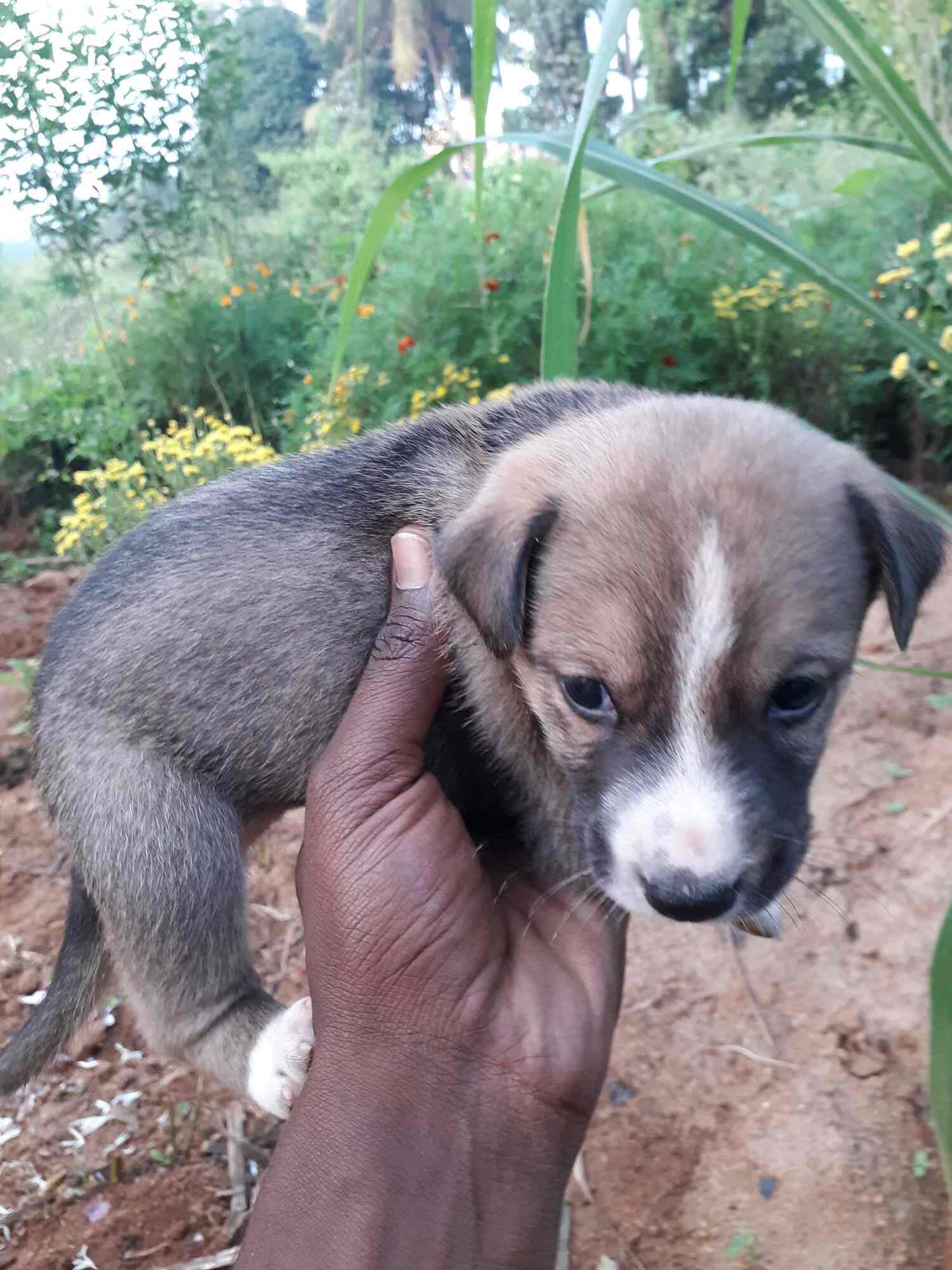 Top Pet Shops in Tumkur Best Pet Store near me Justdial