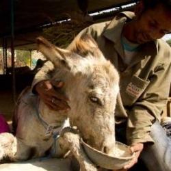 animal aid society udaipur
