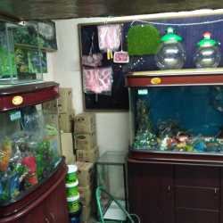 Fish Aquarium Gallery Udaipur City Pet Shops For Dog In Udaipur Rajasthan Udaipur Rajasthan Justdial