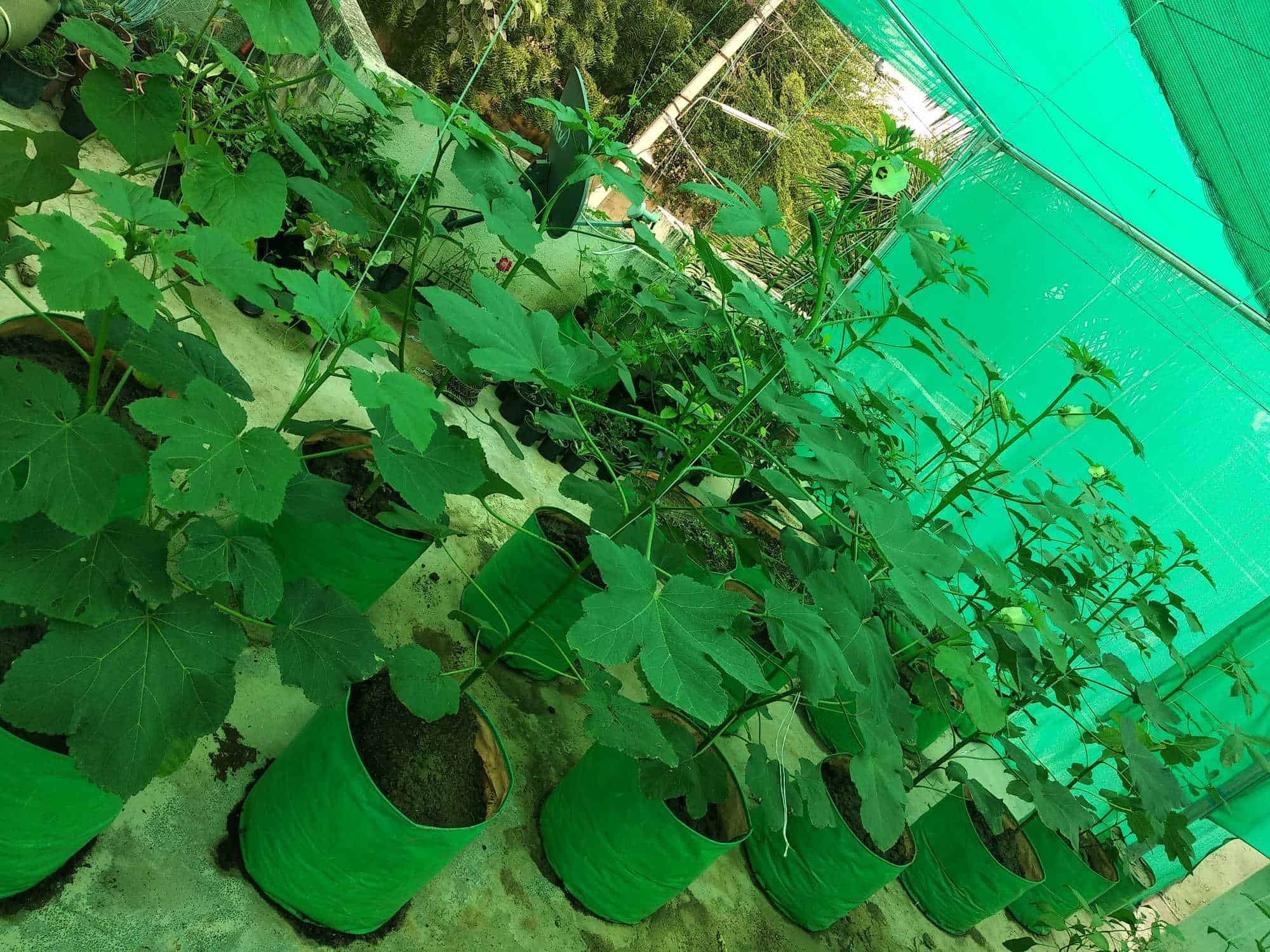 Top Dealers in Pali City Best Fertilizer