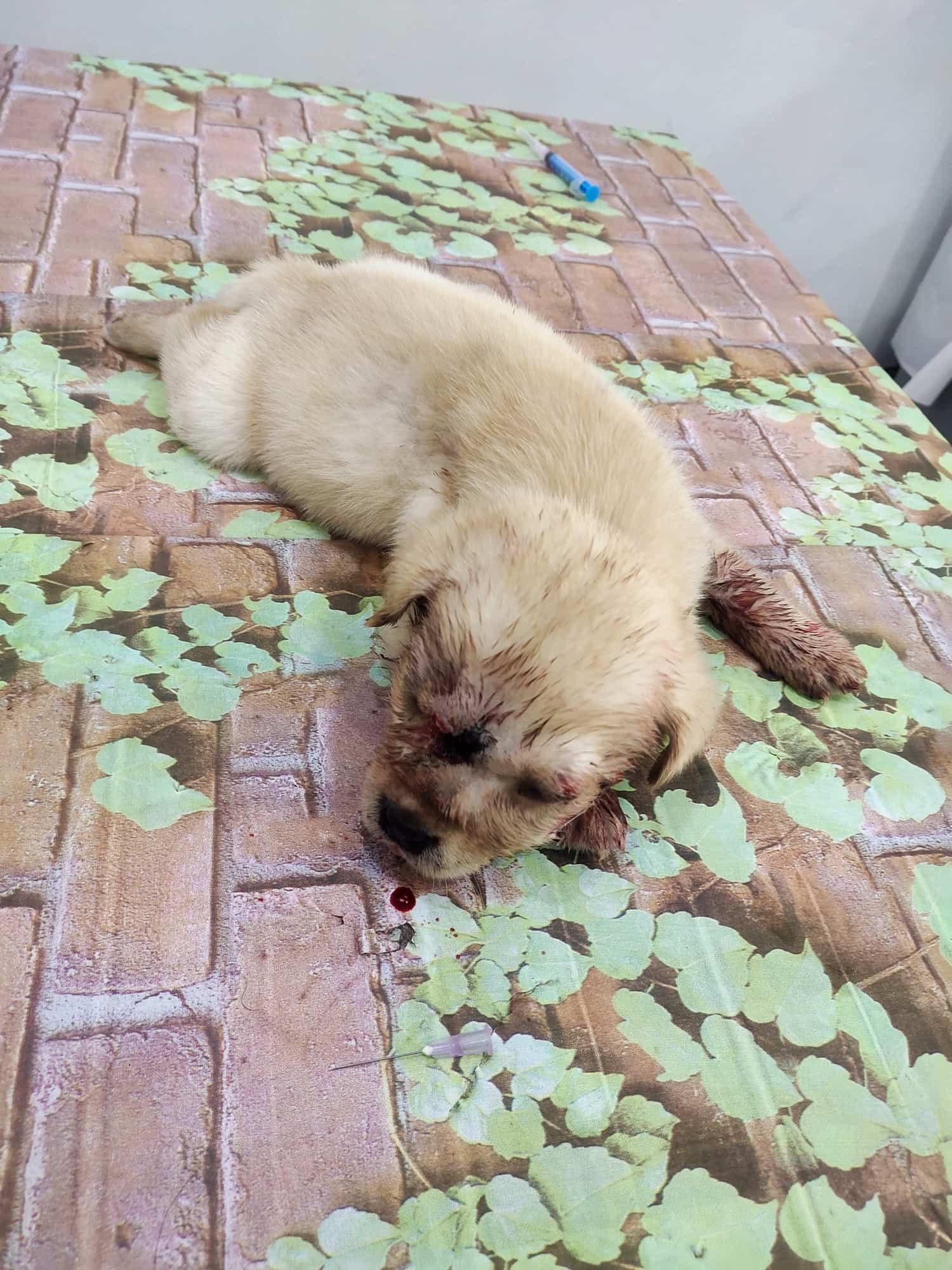 Top Pet Ambulance Services in Jammu Best Animal Ambulance Services