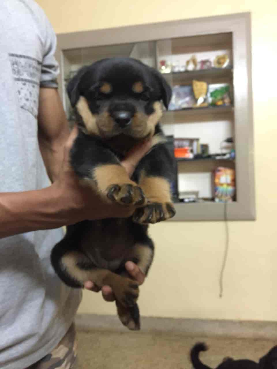 Top Pet Shops For Rabbit in Udupi Best Pet Stores For Rabbit near me