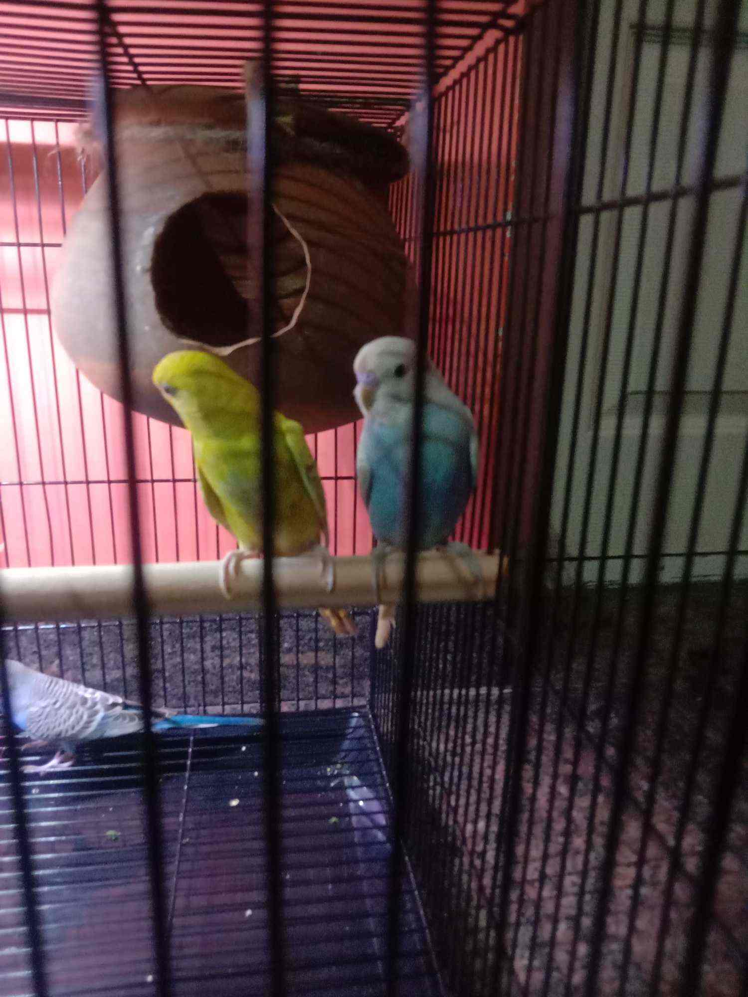 Top Pet Shops For Rabbit in Udupi Best Pet Stores For Rabbit near me
