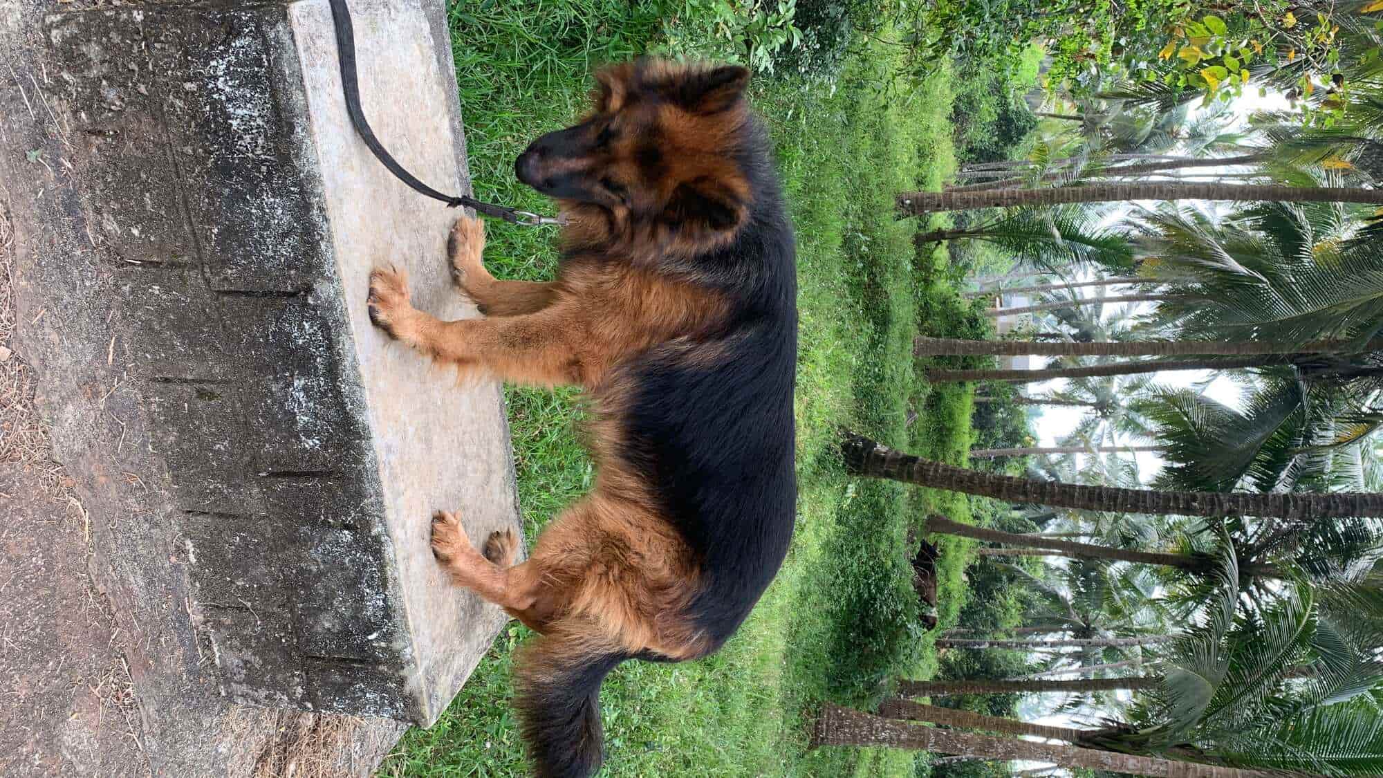 Top Pet Clinics in Manipal, Udupi Best Veterinary Clinic near me