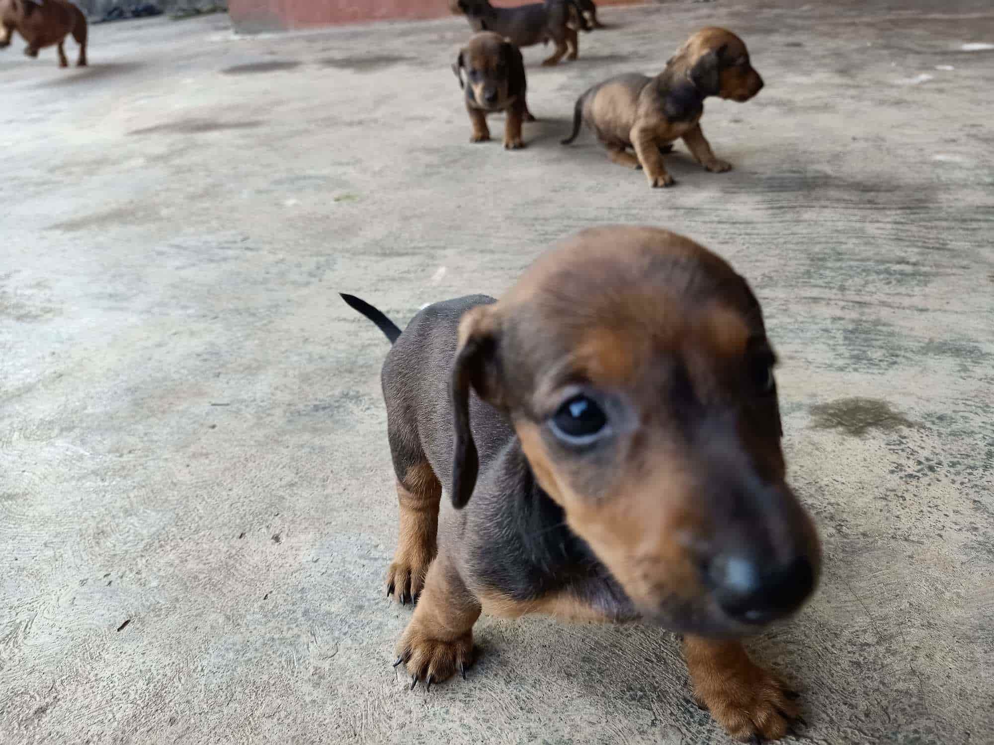 Top Pet Clinics in Manipal, Udupi Best Veterinary Clinic near me