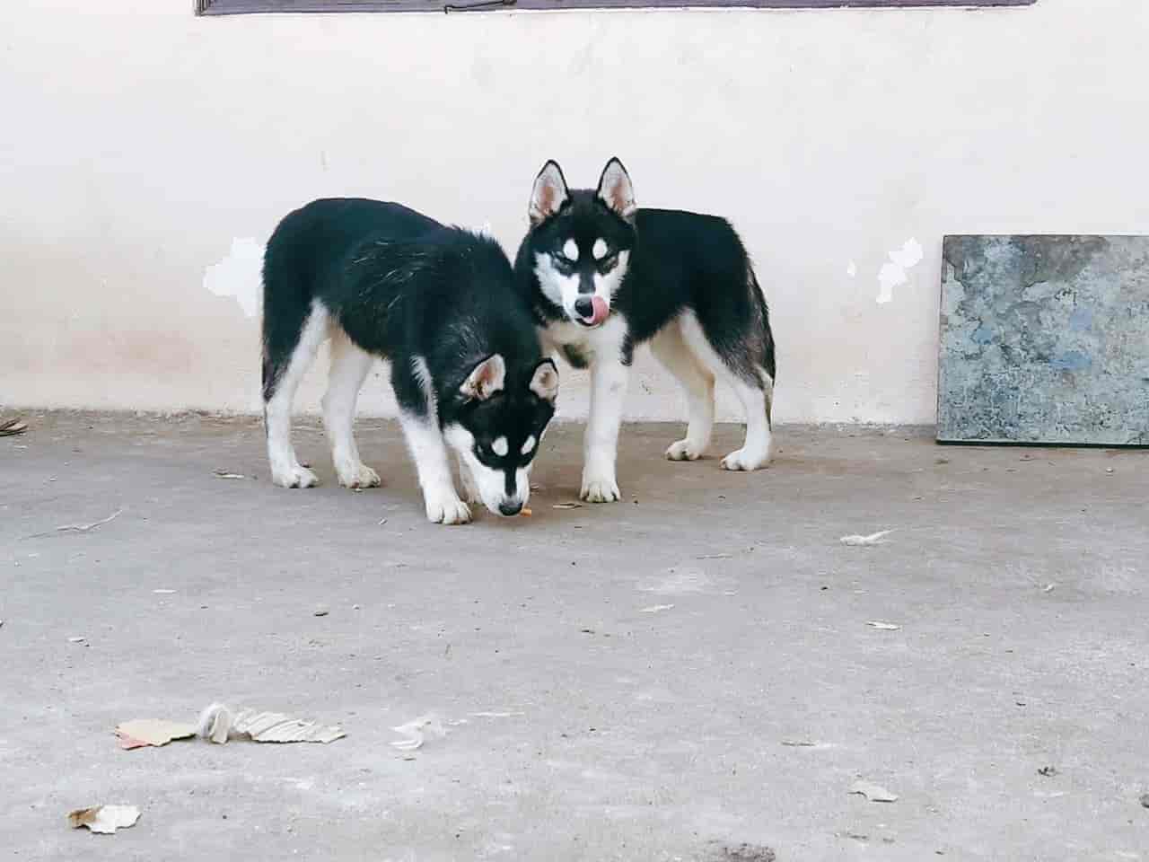 Bajni Bijasan Pet Shop