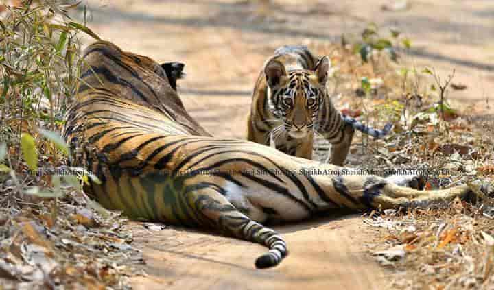 18 Photos of Mp Jungle Safari Tours and Travels in Bandhavgarh National Park, Umariya - Justdial