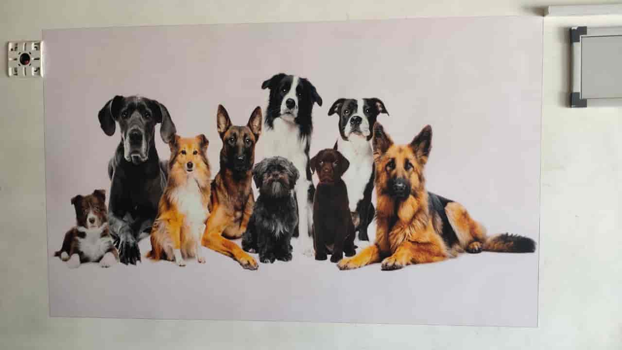 Dog Station in Subhanpura,Vadodara Best Pet Shops in Vadodara Justdial