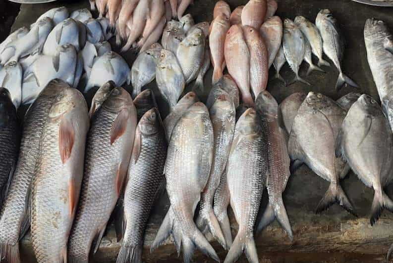 Top Fish Markets in Vadodara near me - Justdial